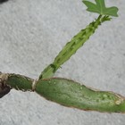 翡翠閣の新芽！ Cissus cactiformis