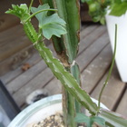 翡翠閣からツルが出てきた Cissus cacti...