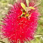 ブラシノキ  #Callistemon