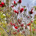 ブラシノキ  #Callistemon