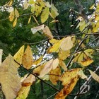 『ポポー』◎隣の市にある『花明山植物園...