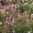 Epilobium colchicum（Chamaenerion col...