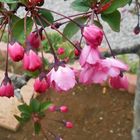 春雨の＜花海棠＞