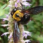 忙しくブンブン🐝