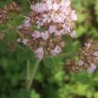 オレガノの花 咲きながら背が高くなりま...