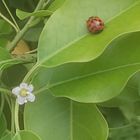 ソヨゴの花が咲き始めました。虫たちが...