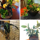 2年前の寄せ植え。それぞれ成長中。