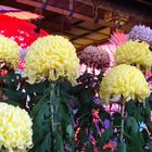 Nov.23撮影 大山阿夫利神社の菊祭り