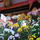 Nov.23撮影 大山阿夫利神社の菊祭り