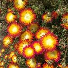 花喜遊／地植  Drosanthemum micans