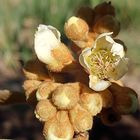 枇杷の花  花が咲きました❗ 種植え込み...