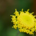 サントリナ  開き始めの花 渦巻き状に開...