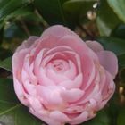 ちょっと見ると薔薇の花のようなツバキ ...