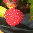 バライチゴ🍓の実 国産のラズベリー、実...