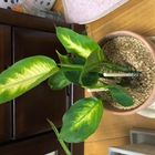 花名を教えていただき、新しい土に植え...