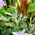 🌱オリエンタルリリーの芽も出てきました😊🌱