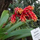 グズマニア・ルブロルテア Guzmania rub...