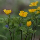 ヤマブキソウ うーーん、虫食いがある。