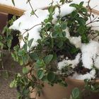 雪をかぶっても、元気なオレガノ🌿  12月...