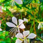 ガウラ。 繊細なやさしい花びら。秋の深...