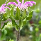 モナルダのピンクが漸く開花しました １...