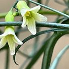 アデニア・キルキー  お花が咲いていま...