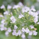 🏡昨日の草花たち・・・🌳🍃🌿🌼