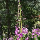 ヤナギラン Epilobium angustifolium 茎...