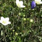 ウメバチソウ Parnassia palustris