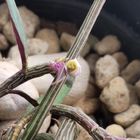 モナデニウム・ルベルムの花