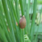 チャイブに蕾が❤ 去年植えたチャイブで...