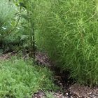 花壇のローマンカモミール🌿  去年初栽培...