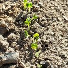 タァサイ  発芽しました🌱 今年3月期限の...