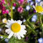 カモミールの花🌼カモミールティをいれる...