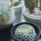 白星につづき、明星が咲き始めた🌵   ち...