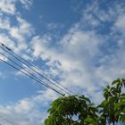 5月28日、ソヨゴと青空。