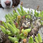 2022年6月19日 万物想の花が咲きました...