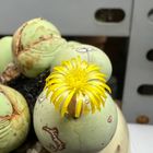 2022年11月12日 Conophytum calculus で...