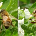 バジルに蜜蜂が🐝 今日の写真です。 花粉...