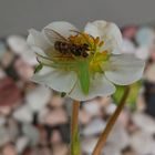 イチゴ🍓の花の上で 可愛いアブが 可愛い...