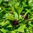 クロバナロウバイ Calycanthus floridus...