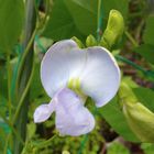 四角豆「うりずん」の花が咲きました💠