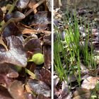 庭の宿根草や多年草、球根の花々が順番...