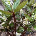 ヒトリシズカ。今春、花好きの知人から...