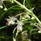 特長のある小さな花を付けたフウセント...