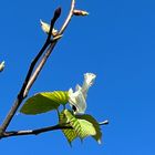 本日、今年の開花が始まりました。