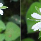 サワハコベ 高尾山  オオヤマハコベでは...