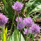 チャイブ  #Allium schoenoprasum