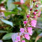 赤紫蘇の花。 小さいお花、可愛いですね🤗