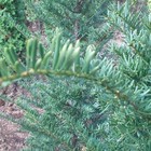 一位 【Taxus cuspidate】 イチイ科 イ...